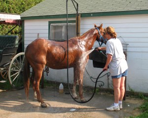 Jack's Livery Horse Bath