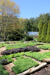 Grand Hotel Flowers to Plant