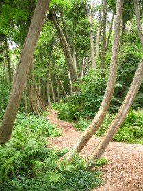 Cedar woods near Grand Hotel