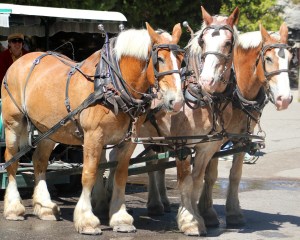 Three Work Horses at Arch Rock